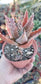 Aloe Nobilis (4" pot)
