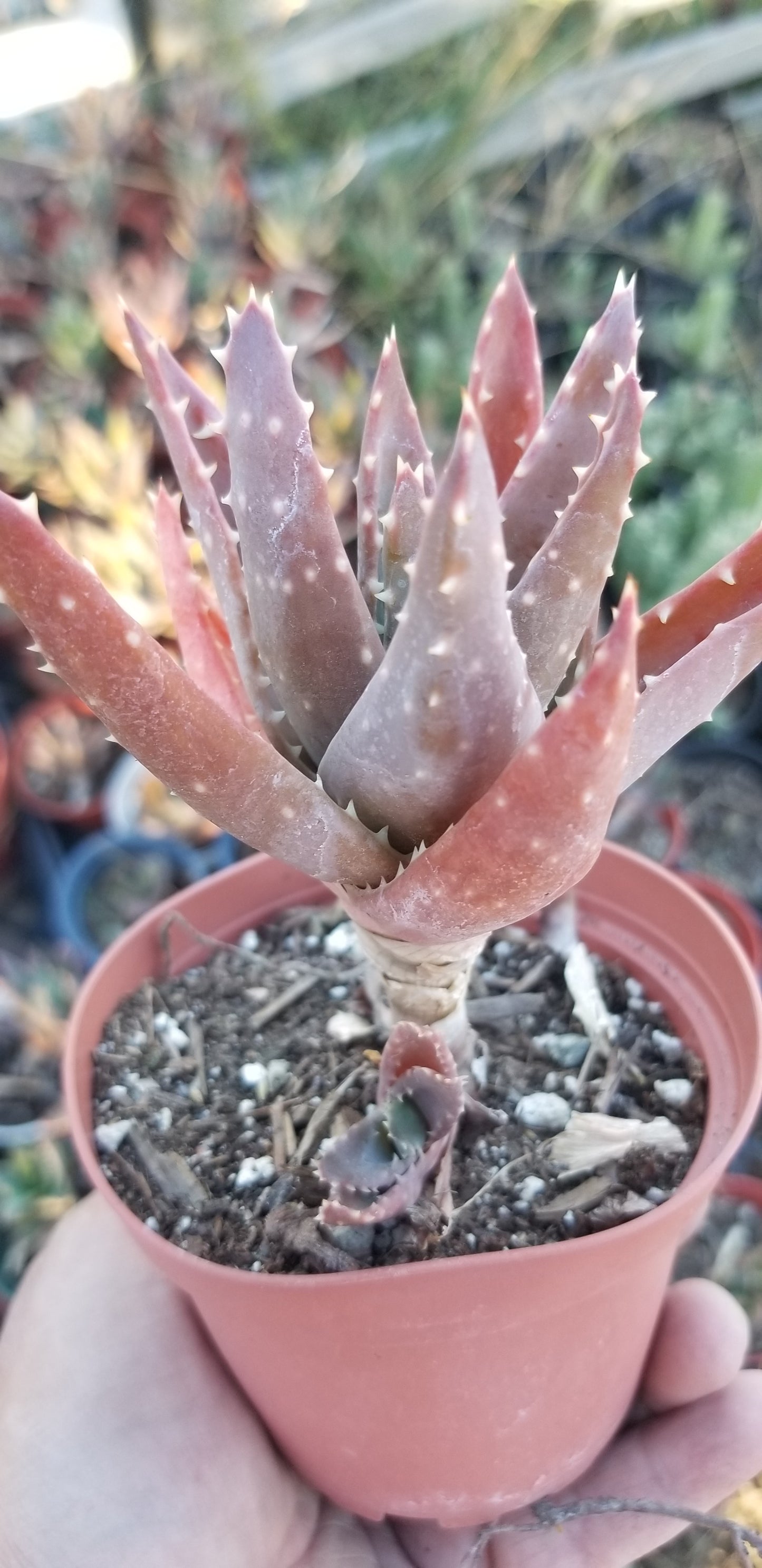 Aloe Nobilis (4" pot)