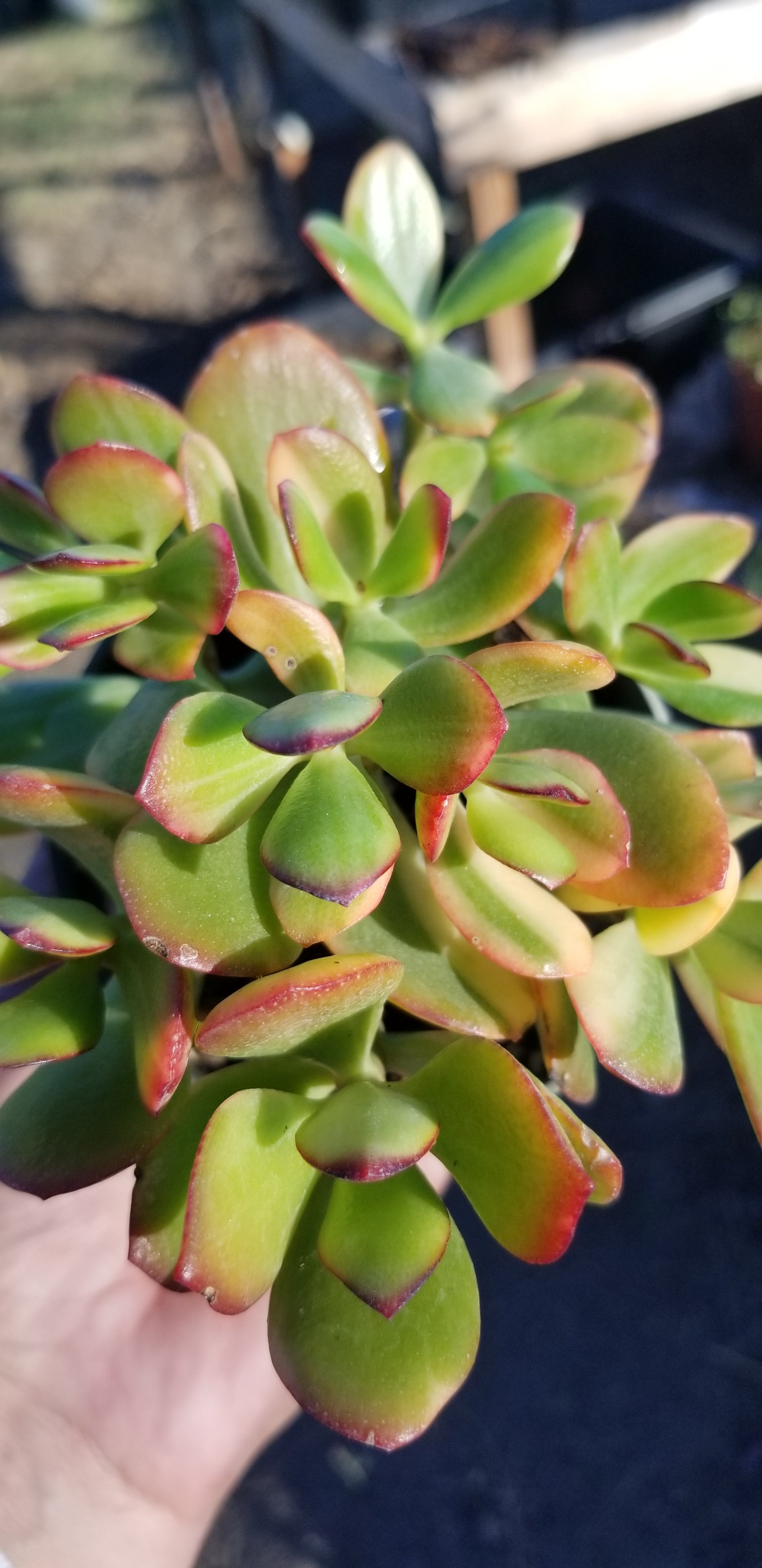 lemon succulent plant Crassula ovata cv Lemon Lime Live Succulent in 4 Inch