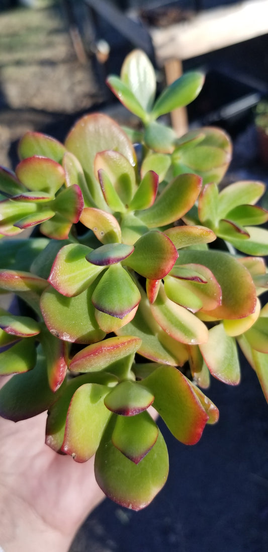 4" Crassula Ovata lemon and Lime