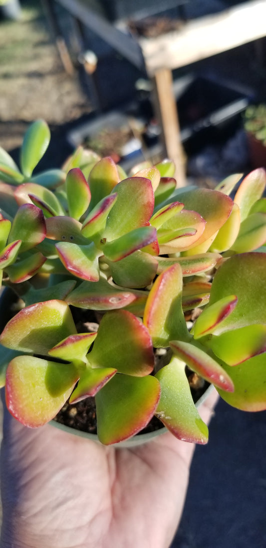 4" Crassula Ovata lemon and Lime