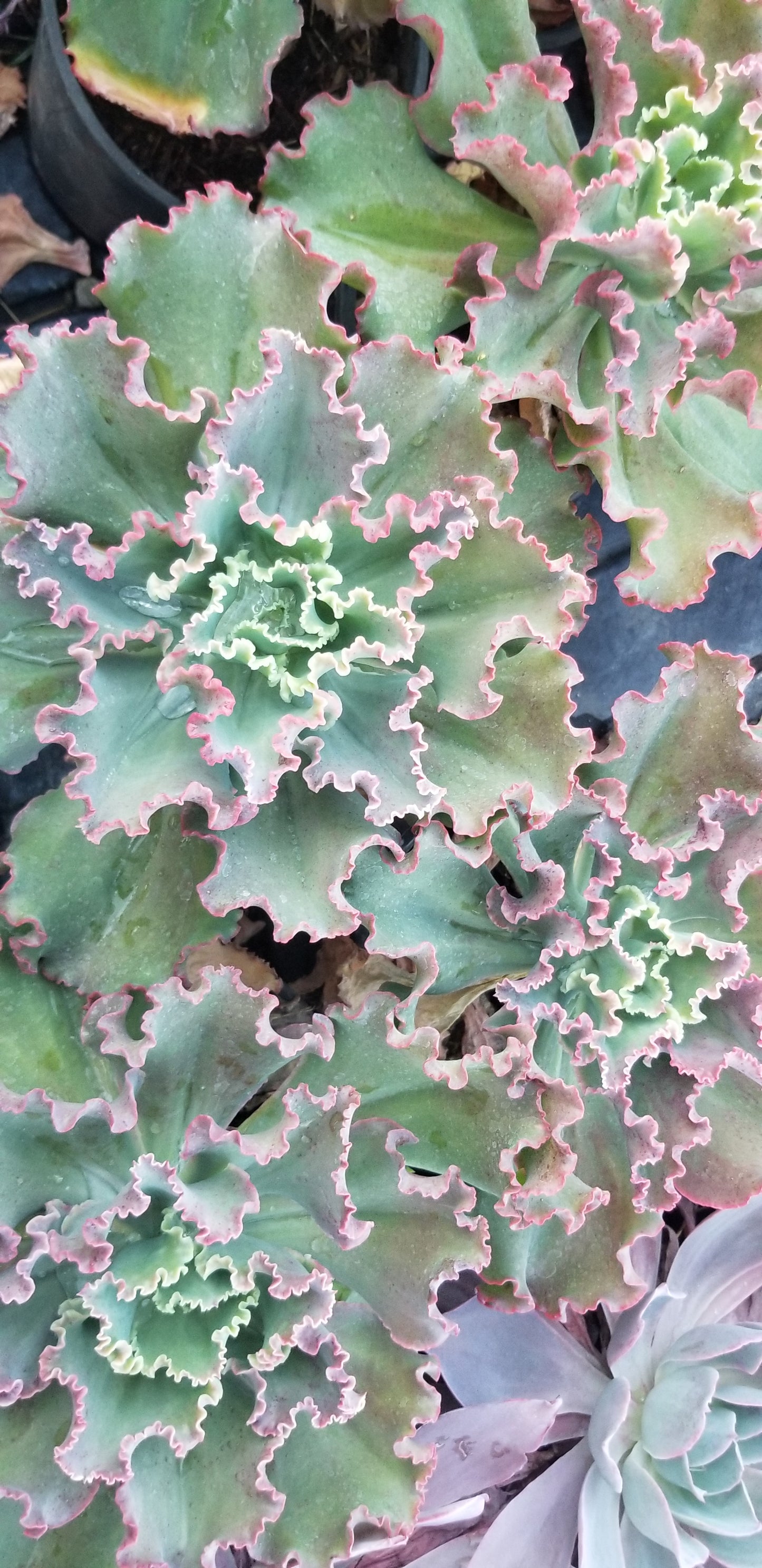 Echeveria Dicks Pink