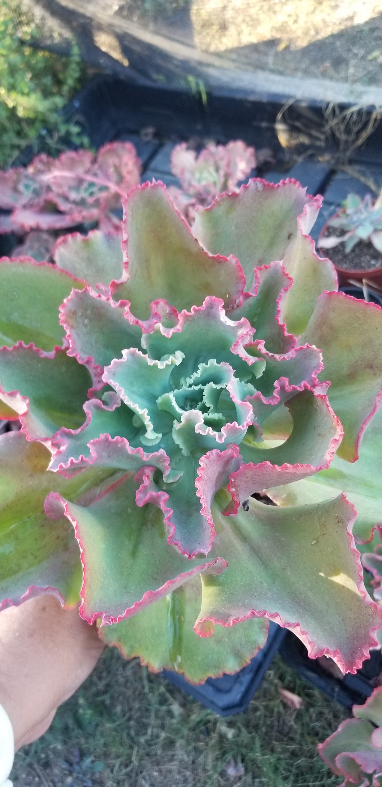 Echeveria Dicks Pink
