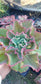 Echeveria Dicks Pink