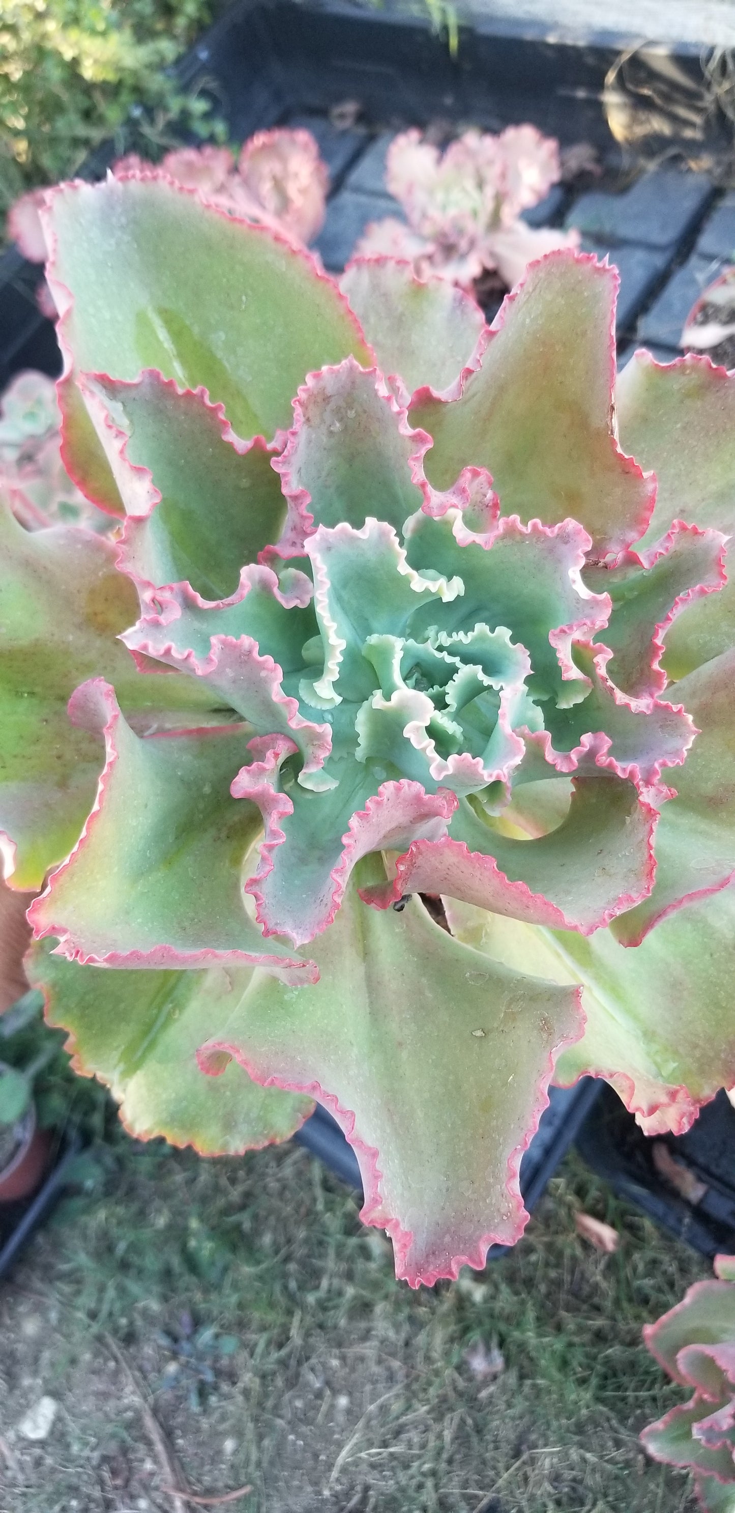 Echeveria Dicks Pink