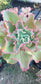 Echeveria Dicks Pink