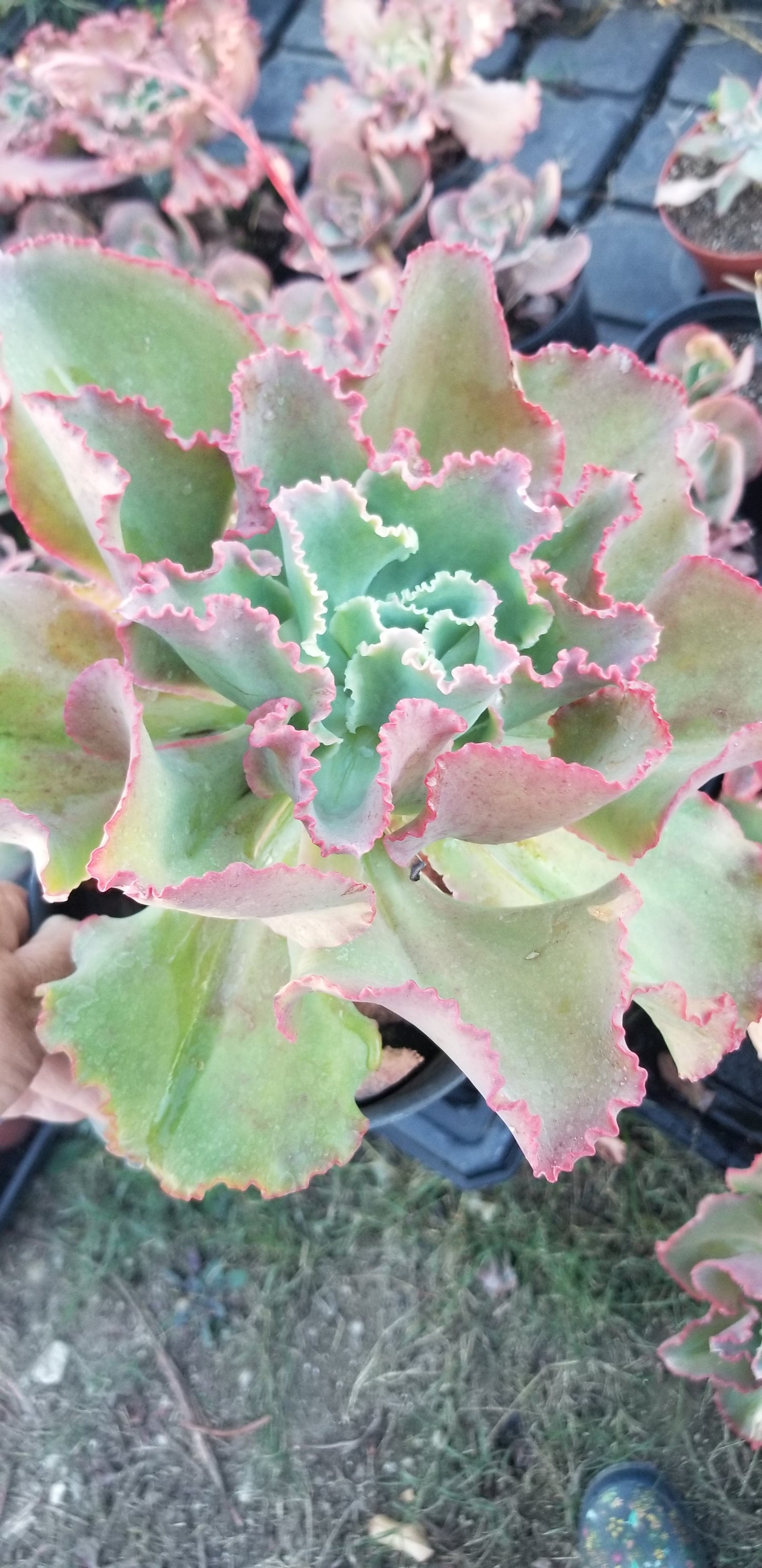 Echeveria Dicks Pink