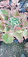 Echeveria Dicks Pink