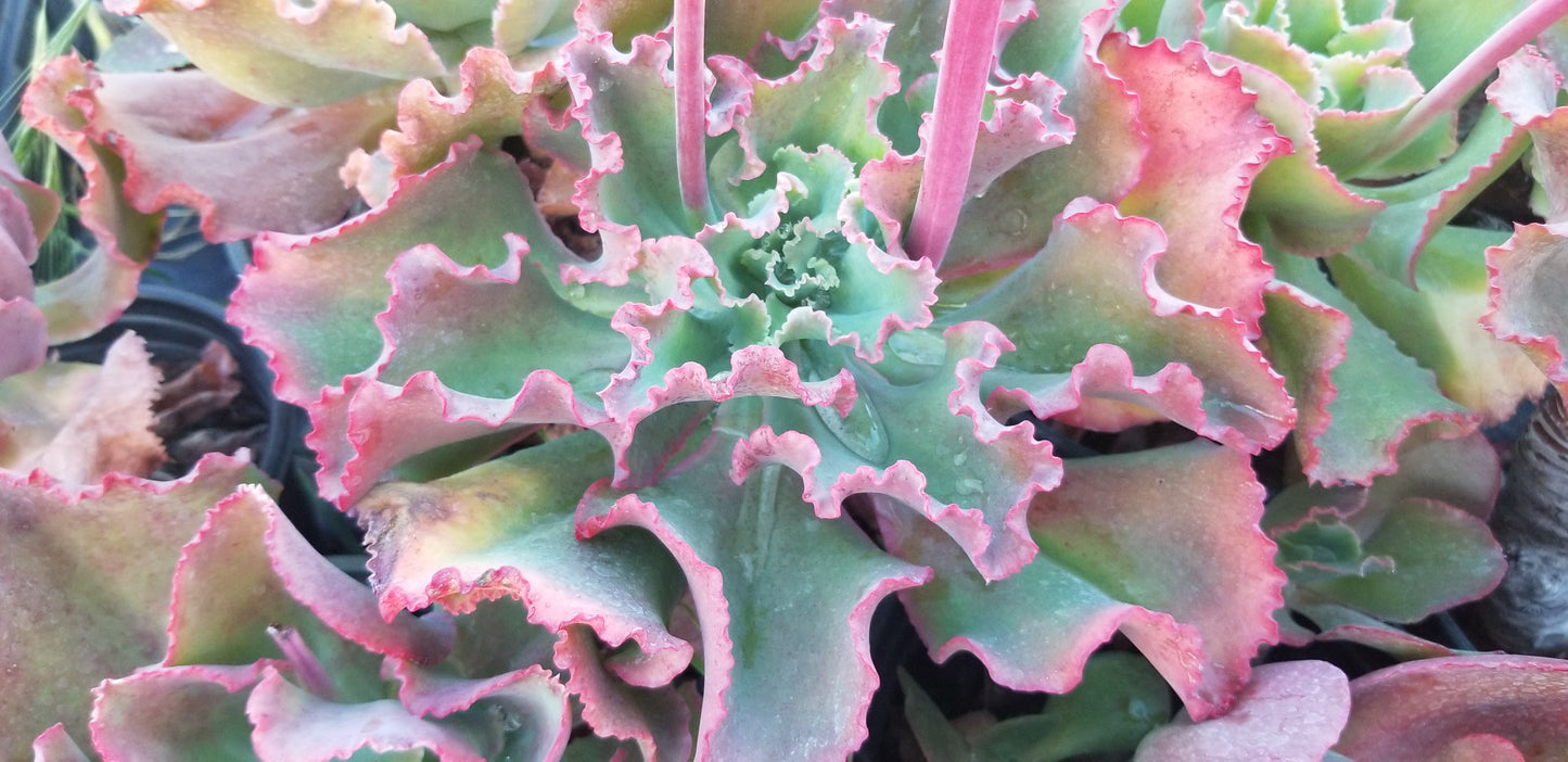 Echeveria Dicks Pink