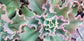 Echeveria Dicks Pink