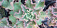 Echeveria Dicks Pink