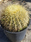 Echinocactus Grusonii "Golden Barrel Cactus"