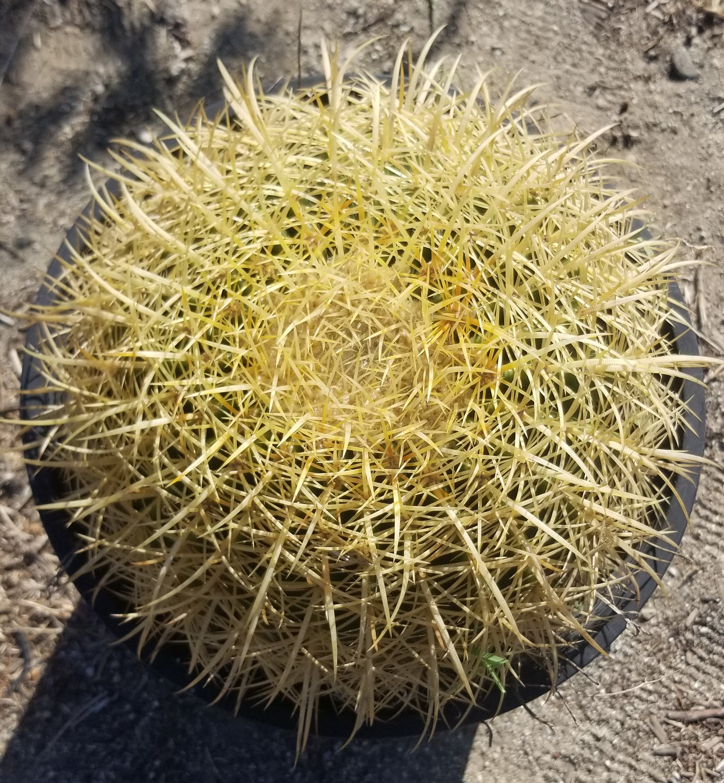 Echinocactus Grusonii "Golden Barrel Cactus"