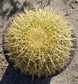 Echinocactus Grusonii "Golden Barrel Cactus"