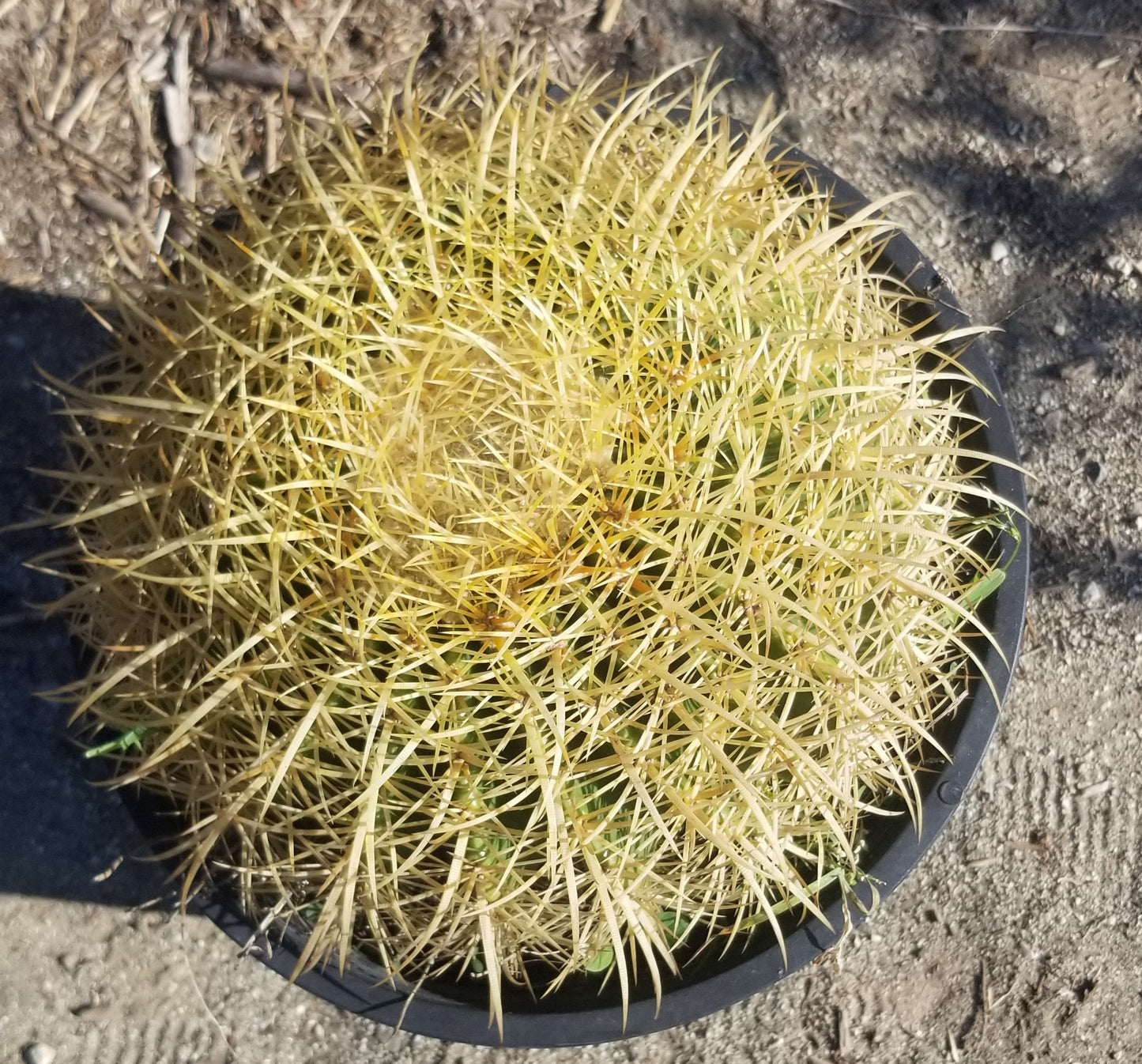 Echinocactus Grusonii "Golden Barrel Cactus"