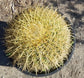Echinocactus Grusonii "Golden Barrel Cactus"
