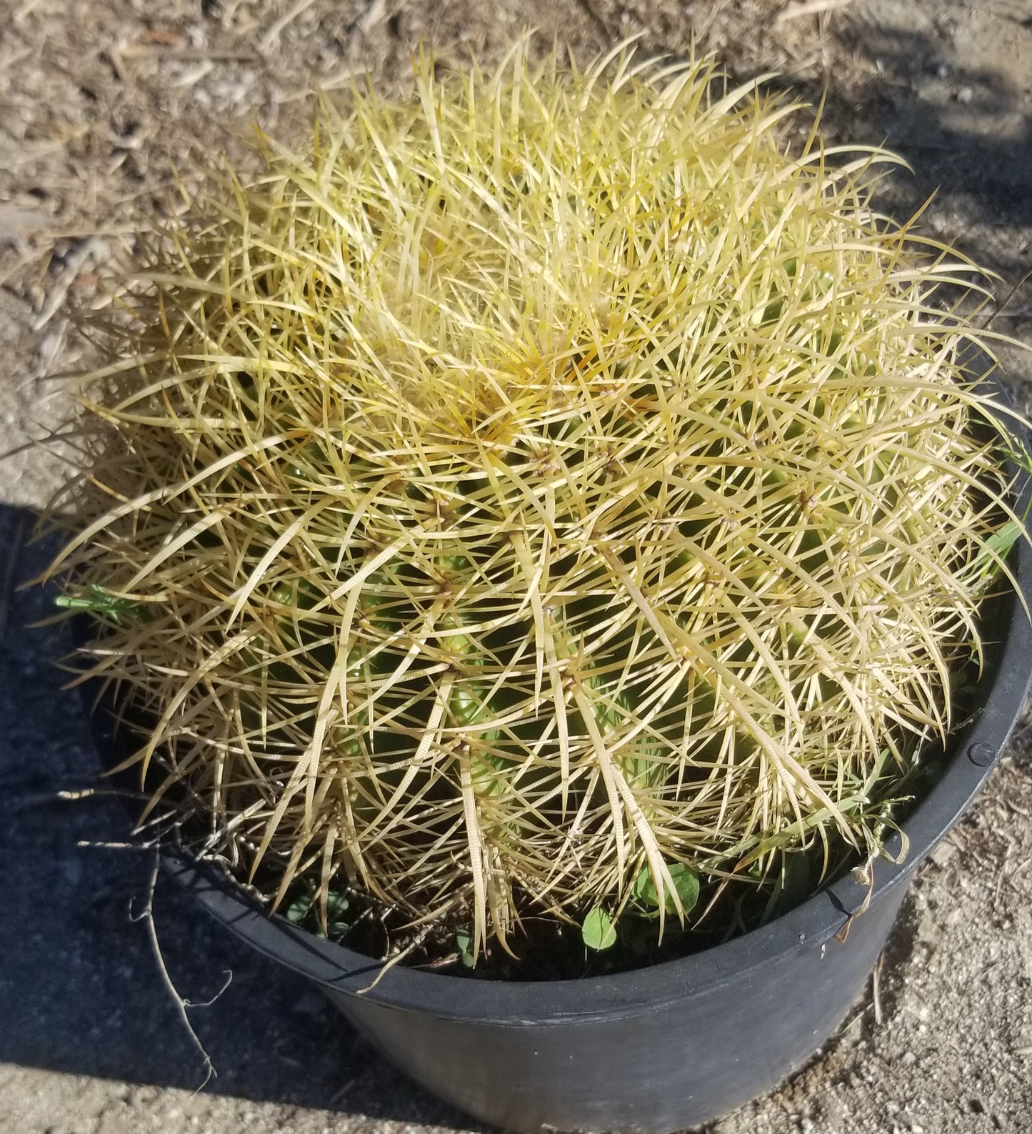 Echinocactus Grusonii "Golden Barrel Cactus"