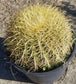 Echinocactus Grusonii "Golden Barrel Cactus"