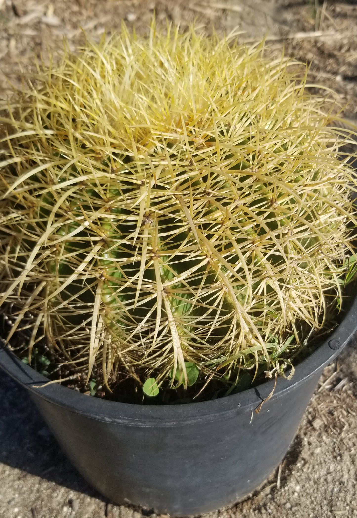 Echinocactus Grusonii "Golden Barrel Cactus"