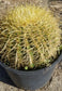 Echinocactus Grusonii "Golden Barrel Cactus"