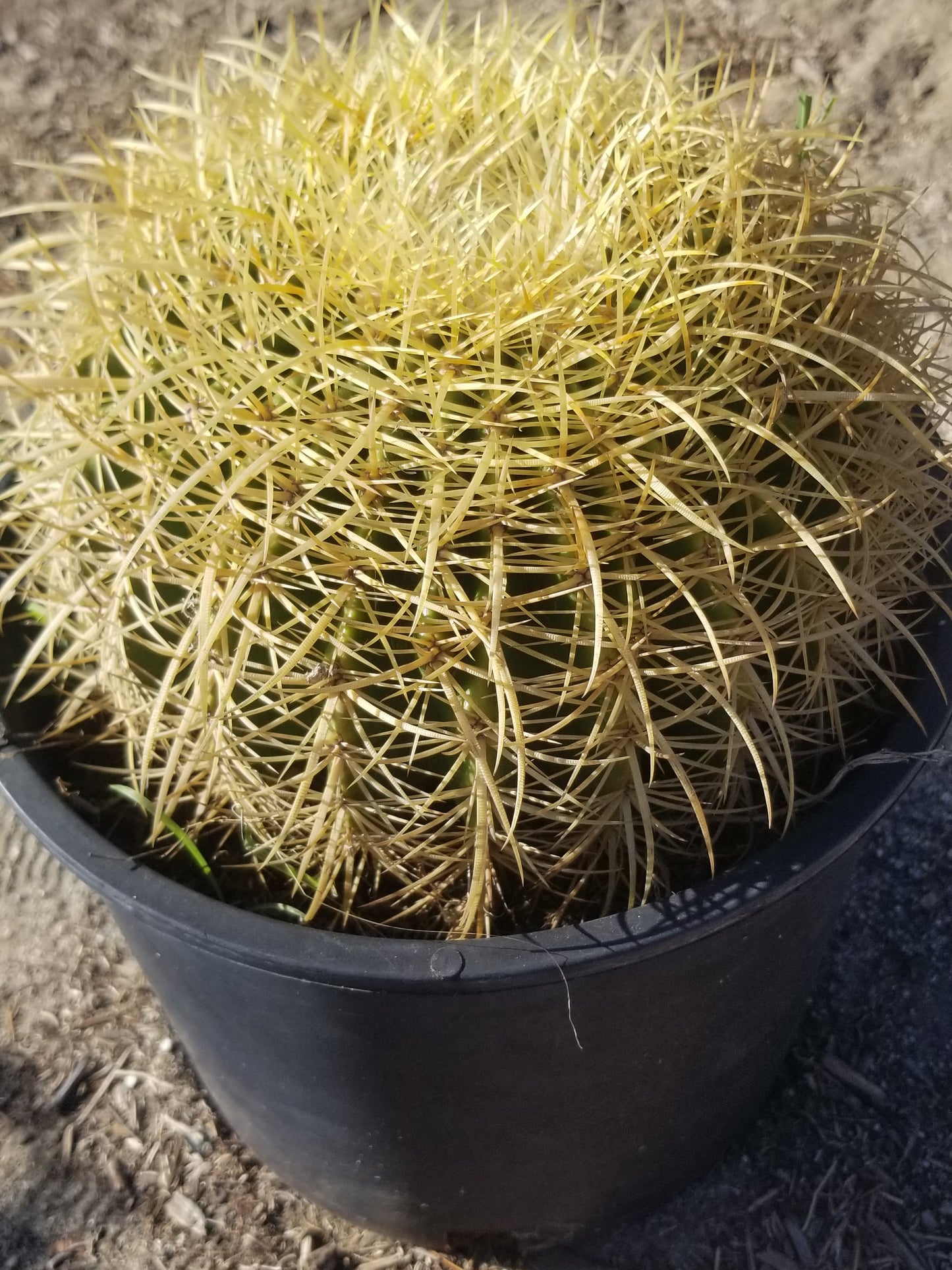 Echinocactus Grusonii "Golden Barrel Cactus"