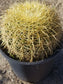 Echinocactus Grusonii "Golden Barrel Cactus"