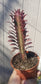 Euphorbia Trigona Rubra "Milk Tree" (4" Pot)