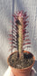 Euphorbia Trigona Rubra "Milk Tree" (4" Pot)