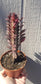 Euphorbia Trigona Rubra "Milk Tree" (4" Pot)