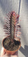 Euphorbia Trigona Rubra "Milk Tree" (4" Pot)