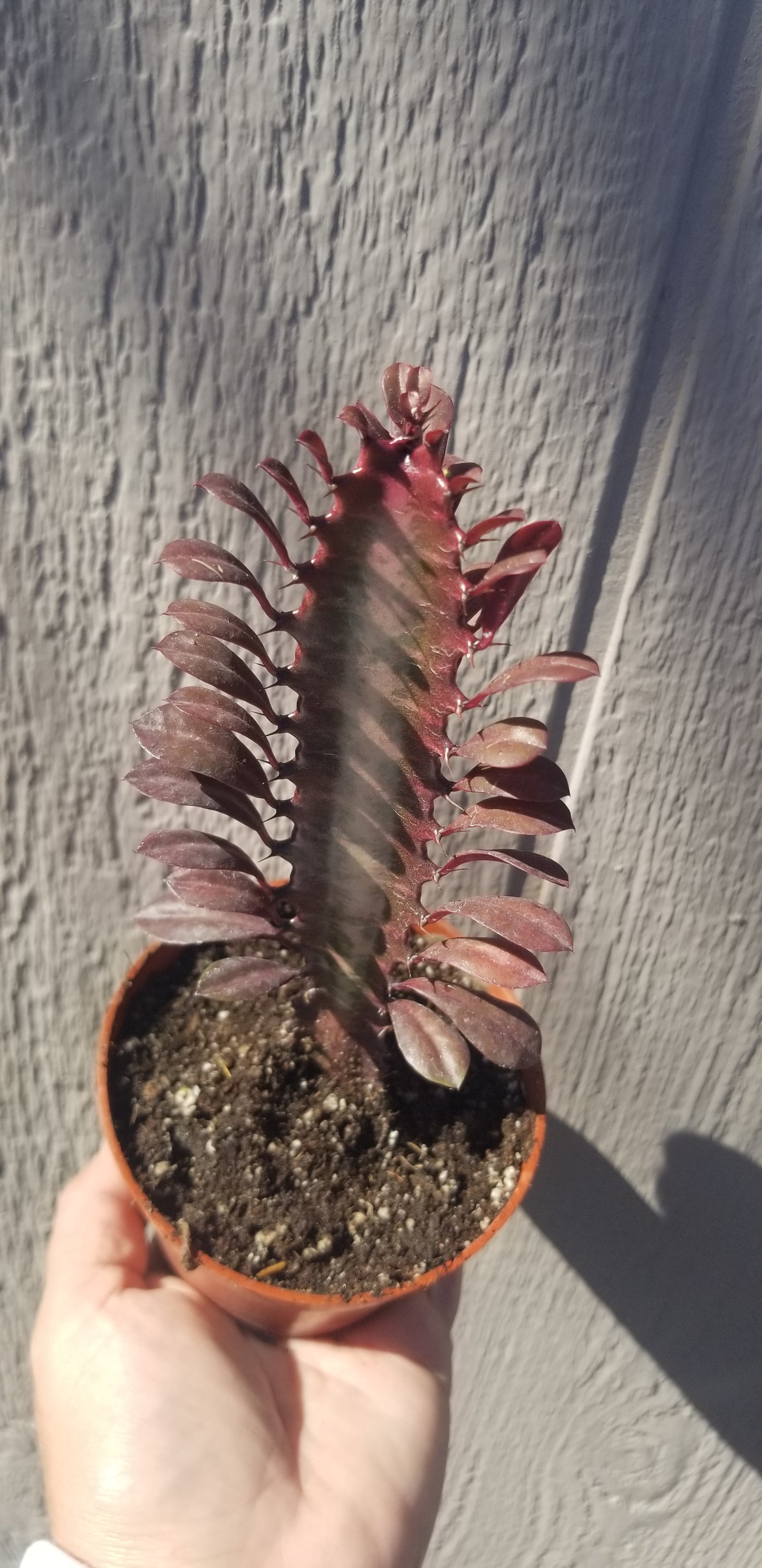 Euphorbia Trigona Rubra "Milk Tree" (4" Pot)