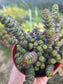 Crassula Marnieriana "Baby Neckles" (4" pot) Succulent plant