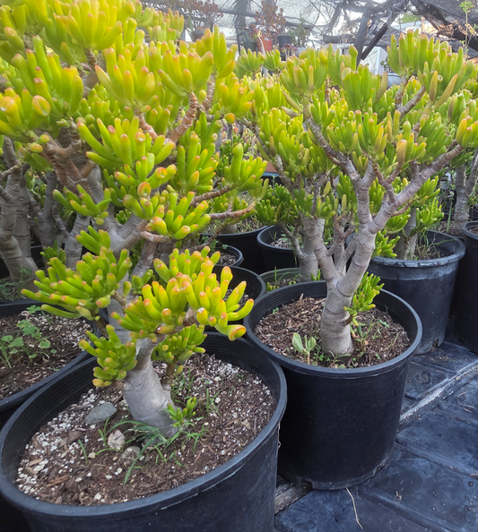 Crassula Ovata Gollum Tree