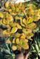 Crassula Ovata Hummel's Sunset Tree