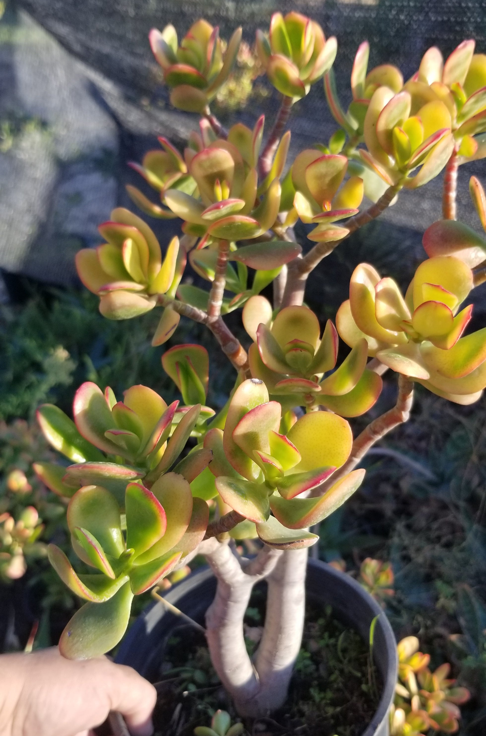 Crassula Ovata Hummel's Sunset Tree