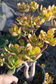 Crassula Ovata Hummel's Sunset Tree