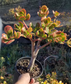 Crassula Ovata Hummel's Sunset Tree