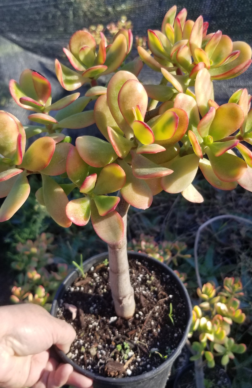 Crassula Ovata Hummel's Sunset Tree