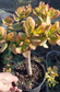 Crassula Ovata Hummel's Sunset Tree