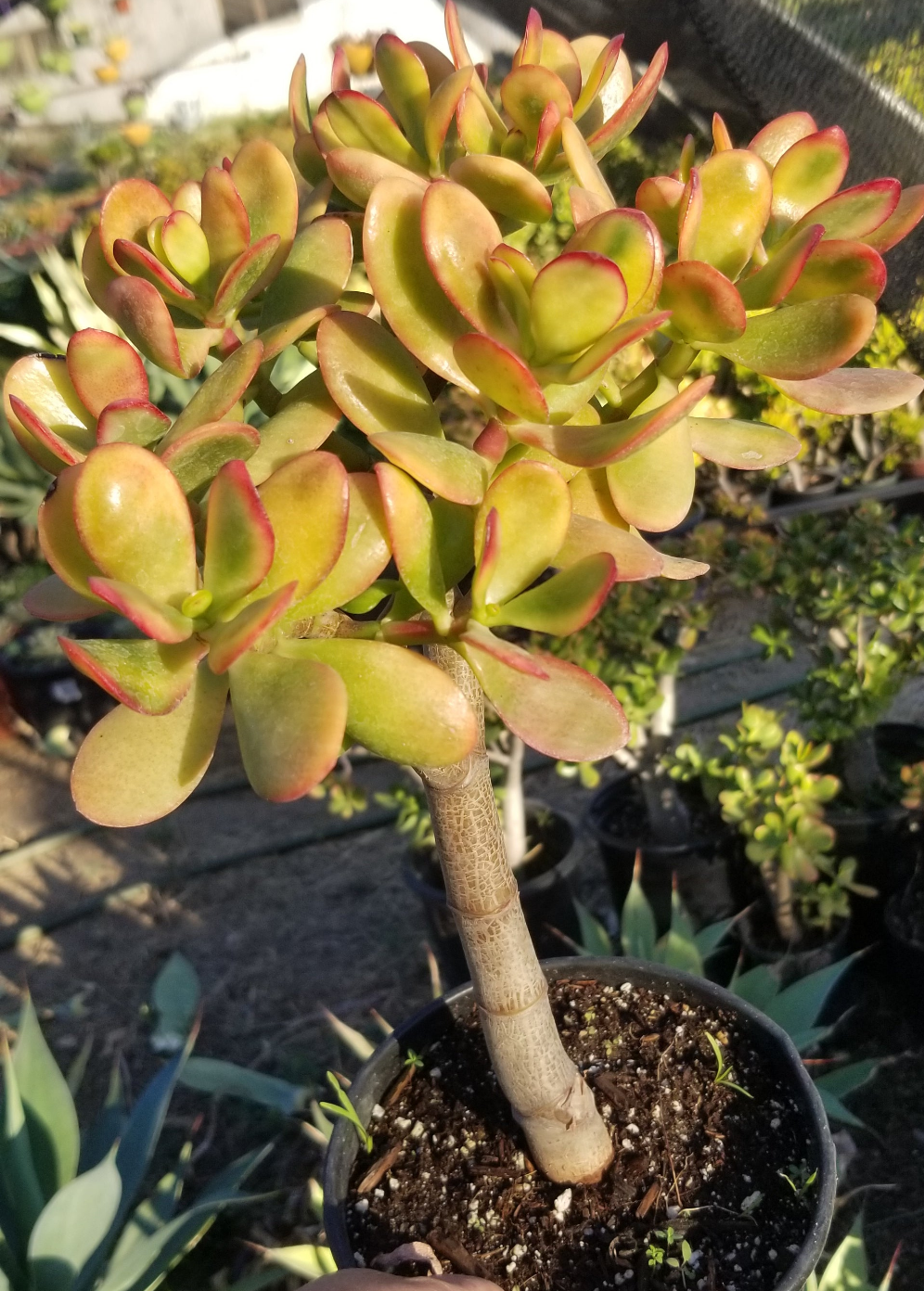 Crassula Ovata Hummel's Sunset Tree