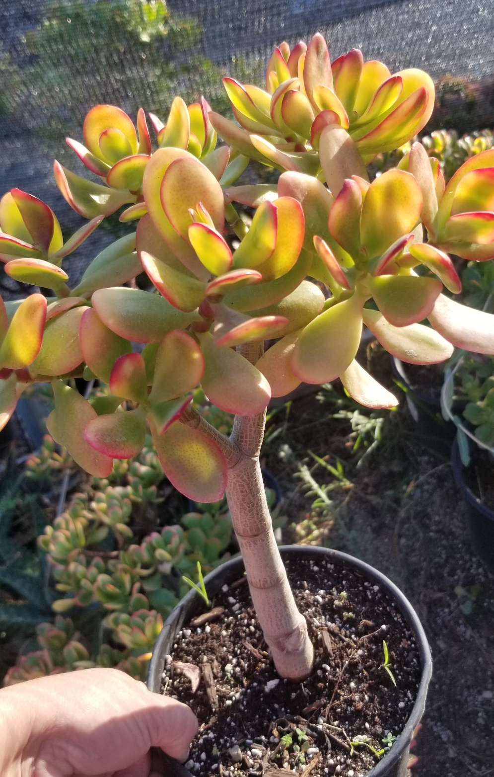Crassula Ovata Hummel's Sunset Tree