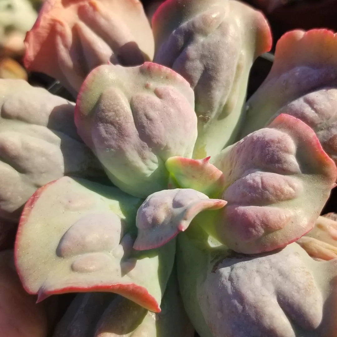 4" Echeveria Culibra