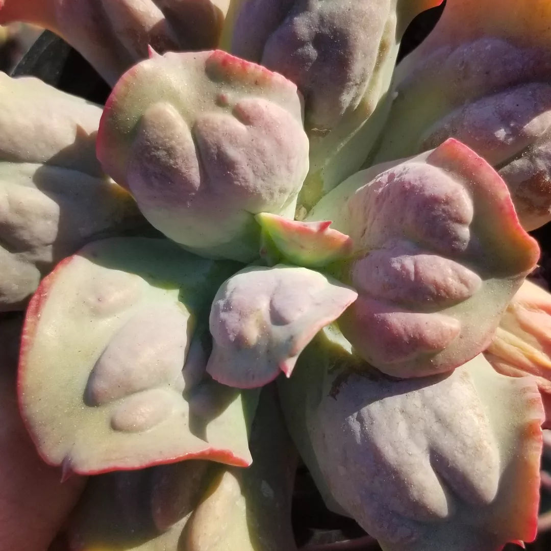 4" Echeveria Culibra