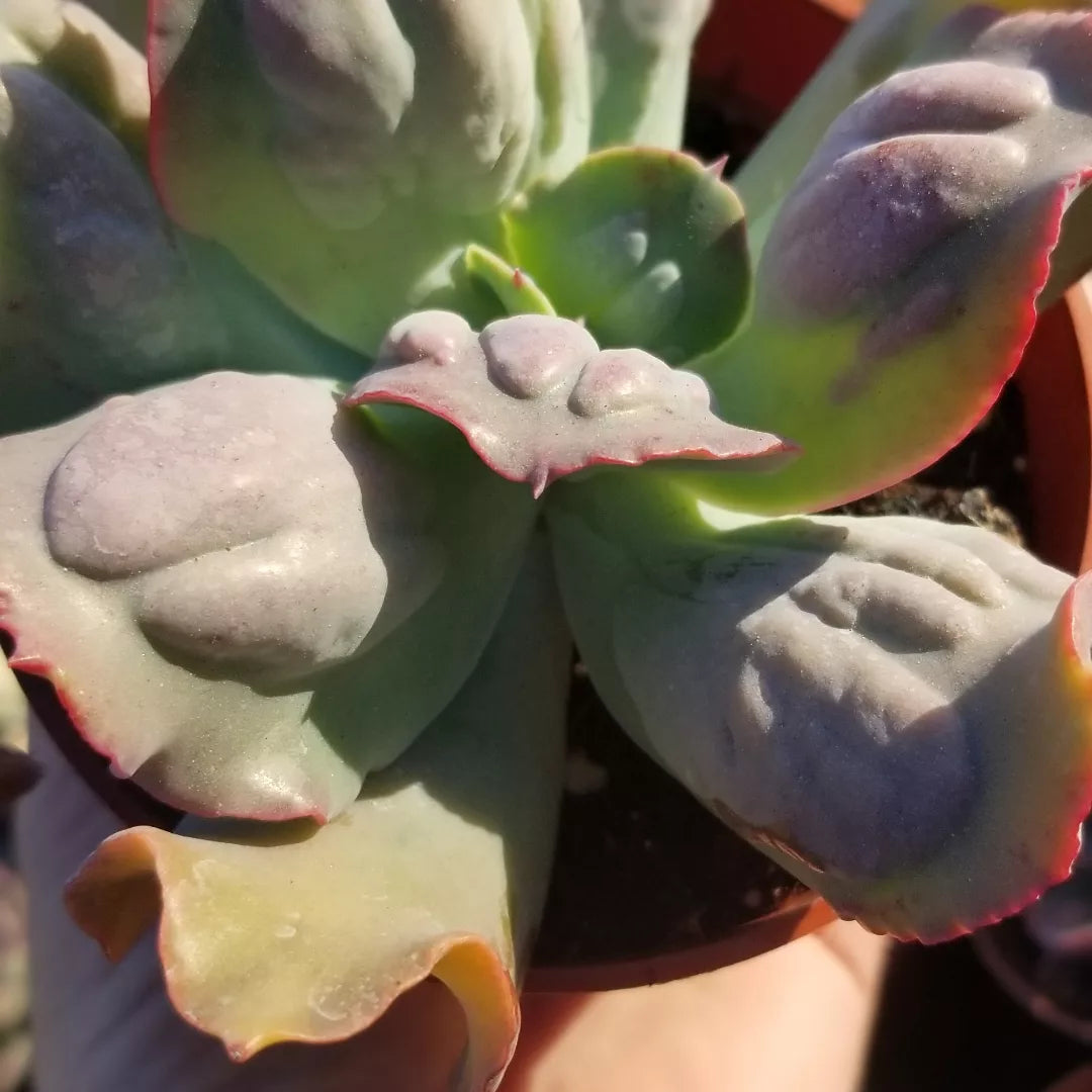 4" Echeveria Culibra