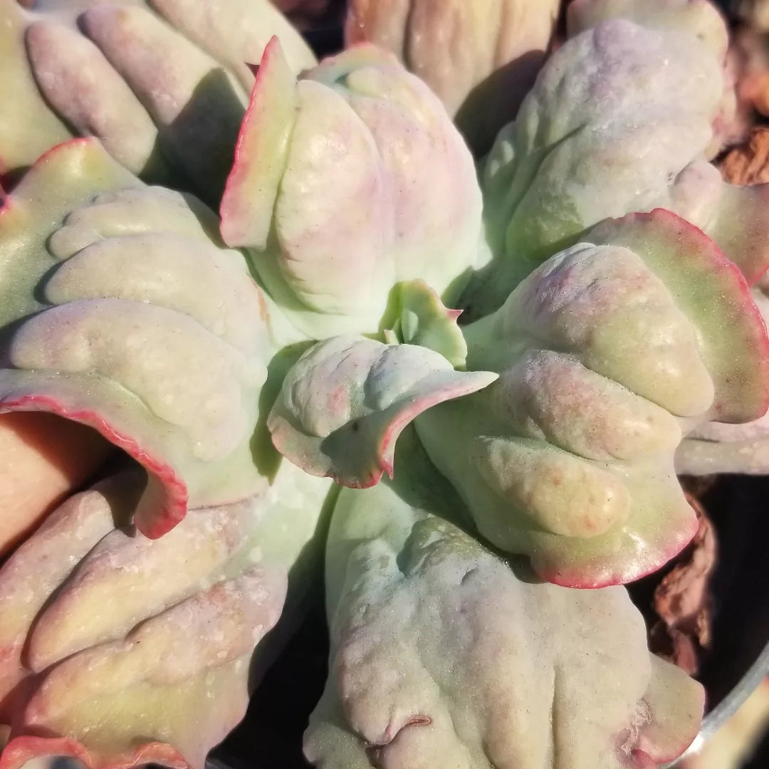 4" Echeveria Culibra