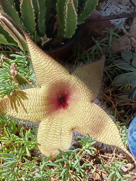 4" Stapelia Gigantea