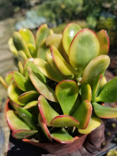 Crassula Ovata Hummel's Sunset (4" Pot)