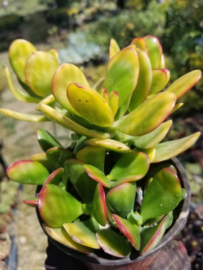 Crassula Ovata Hummel's Sunset (4" Pot)