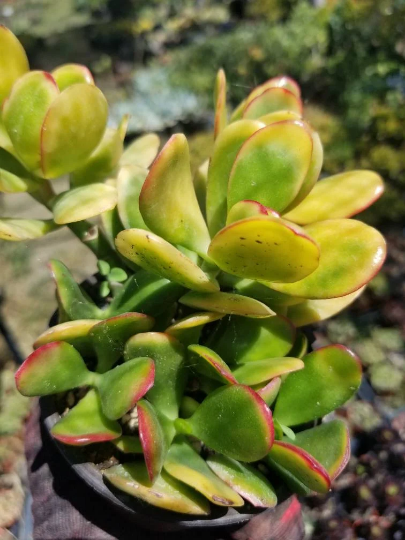 Crassula Ovata Hummel's Sunset (4" Pot)