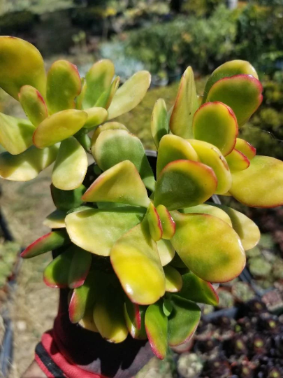 Crassula Ovata Hummel's Sunset (4" Pot)